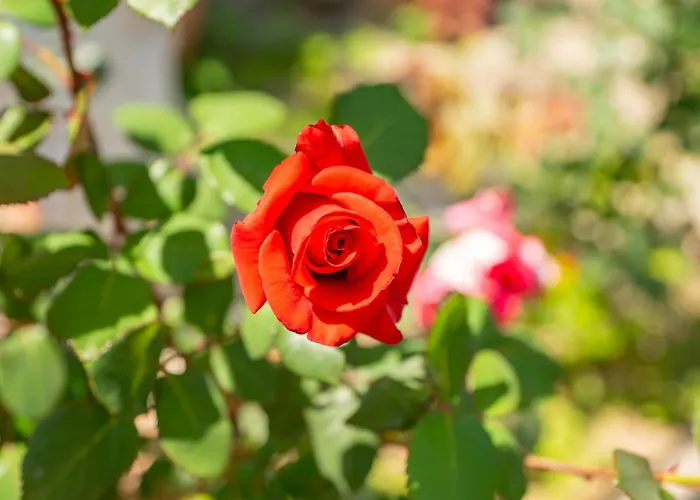 Hermosa فيلة أمالفي