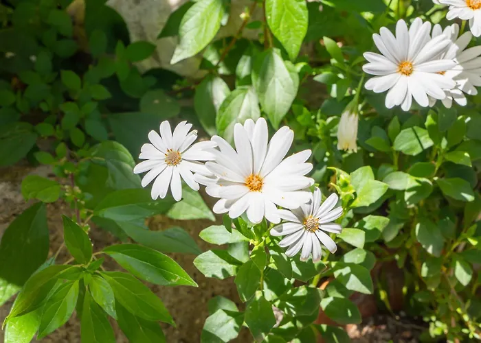 Вілла Hermosa Амальфі