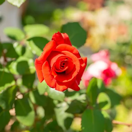 Hermosa Villa Amalfi