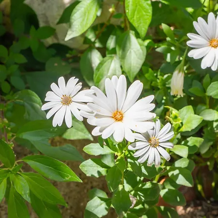 Villa Hermosa Amalfi